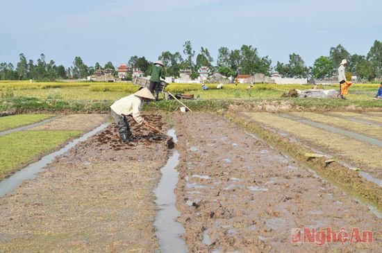 Nông dân huyện Quỳnh Lưu làm đất chuẩn bị gieo cấy hè thu.