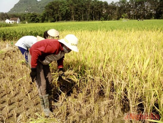 Người dân Châu Hồng (Quỳ Hợp) thu hoạch lúa mùa. 