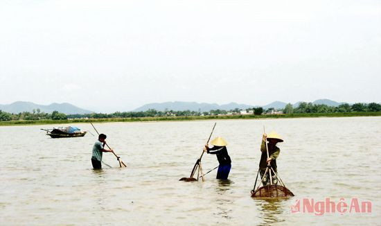 Phụ nữ xóm vạn chài Hưng Lam (Hưng Nguyên)   cào hến trên sông Lam.