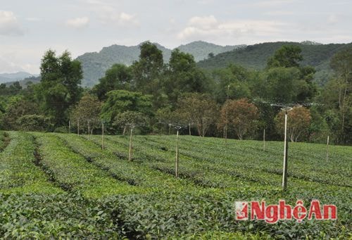  Tưới phun cho chè ở Thanh Thủy  - Thanh Chương. 