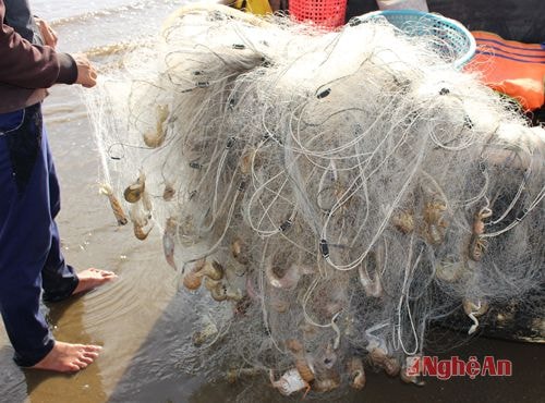 Thành quả của một ngày làm việc vất vả …Cá nặng lưới đầy! 