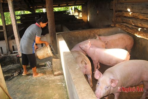 Chăn nuôi lợn tại hộ bà Nguyễn Thị Phúc ở xóm Gia Đề, xã Nghĩa Dũng.