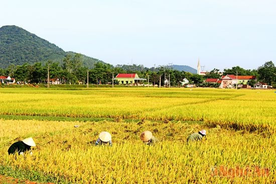 Những cánh đồng lúa vàng óng trải rộng mênh mông bao bọc làng Lọ