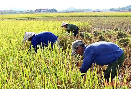 Vụ lúa năm nay, bà con nông dân chủ yếu dùng các loại lúa Vân Khuyên, Thái Xuyên, Quy ưu, Nhị ưu, BHB71, GS9…