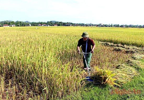 Chiếc máy gặt này đã giúp việc thu hoạch lúa của bà con dễ dàng hơn