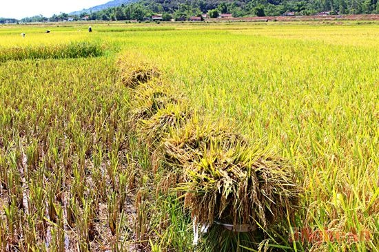 Bà con tranh thủ trời nắng, phơi lúa nguyên gốc tại ruộng, tiết kiệm thời gian phơi lúa