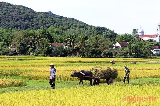 Những thửa ruộng xa trục đường cái, người dân dùng trâu kéo ra tập kết và tuốt luôn tại đồng