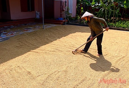 Mặc dù trời nắng nhưng là cơ hội tốt cho việc phơi lúa của bà con được đảm bảo. Trong ảnh, chị Nguyễn Thị Năm phấn khởi cho biết: Gia đình chị năm nay làm 5 sào lúa, năng suất khoảng 3,5 tạ/sào