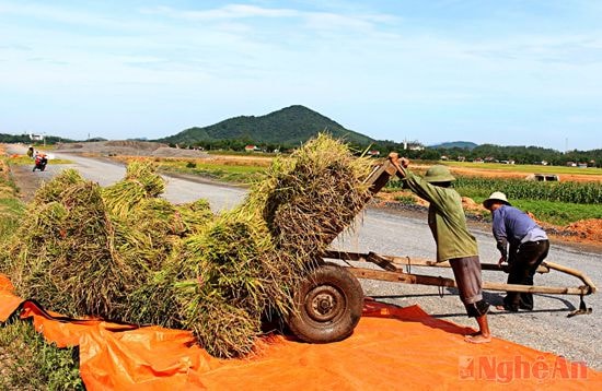 Những thửa ruộng xa trục đường cái, người dân dùng trâu kéo ra tập kết và tuốt luôn tại đồng