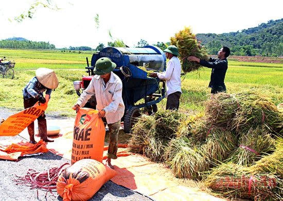 Bà con gặt và tuốt lúa ngay tại đồng