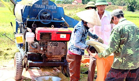 Cho lúa vào bì mang về nhà phơi