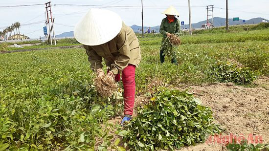 Nông dân xã Nghi Long (Nghi Lộc) thu hoạch lạc xuân.