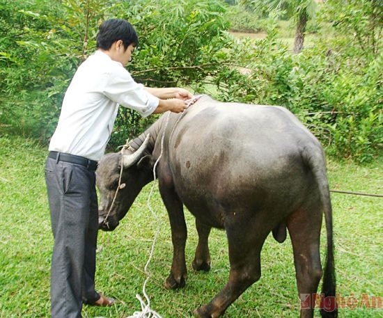 Cán bộ Trung tâm Giống chăn nuôi tỉnh đo tầm vóc của con trâu lai giống Murrah bằng phương pháp thụ tinh nhân tạo.