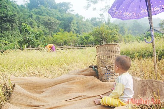 Mới lên 3, đứa trẻ ở bản Huồi Xén,  xã Yên Na (Tương Dương), đã phải theo mẹ lên nương.