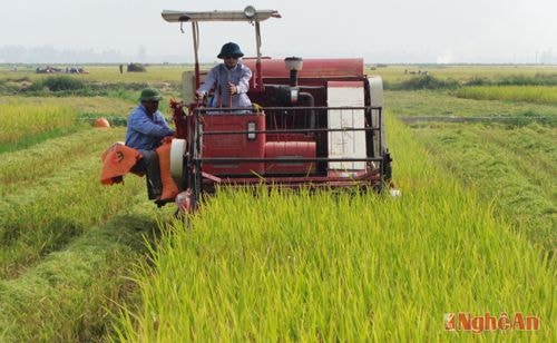 Thu hoạch lúa tại Diễn Châu