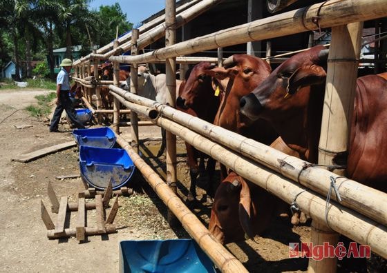 Mô hình chăn nuôi bò quy mô lớn tại thị trấn Lạt - Tân Kỳ