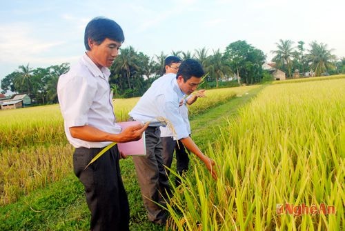 Kiểm tra giống lúa mới Bắc thơm 9 trên cánh đồng Trường Bảy, xã Nghĩa Thái.