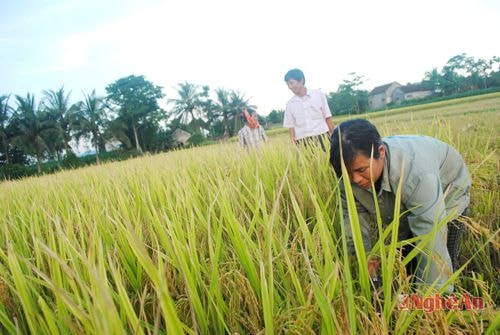 Bà con nông dân xóm Viên Thái, xã Nghĩa Thái thu hoạch lúa giống mới.