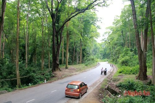 Rừng săng lẻ Tương Dương.