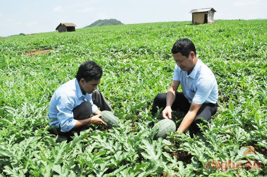 Lãnh đạo xã Nghĩa Bình kiểm tra vùng trồng dưa hấu cho hiệu quả kinh tế cao.