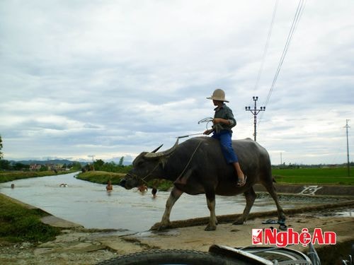 Mục đồng rong ruổi. (Xã Nam Anh, Huyện Nam Đàn)