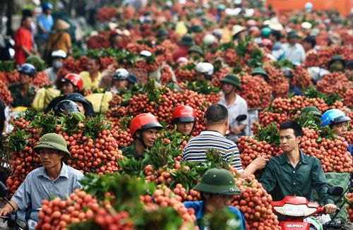 Ngoài thị trường truyền thống là Trung Quốc, năm nay vải thiều sẽ được xuất khẩu sang Mỹ, Australia. Ảnh: Quý Đoàn/VNE