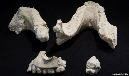  Hóa thạch xương hàm của người Australopithecus deyiremeda. Ảnh: Laura Demsey