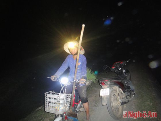Việc cấy đêm diễn ra được khoảng gần 1 tuần nay, khi thời tiết quá nắng nóng. Khi màn đêm buông xuống, người nông dân Yên Thành mang theo đèn pin, chở theo mạ non ra đồng.