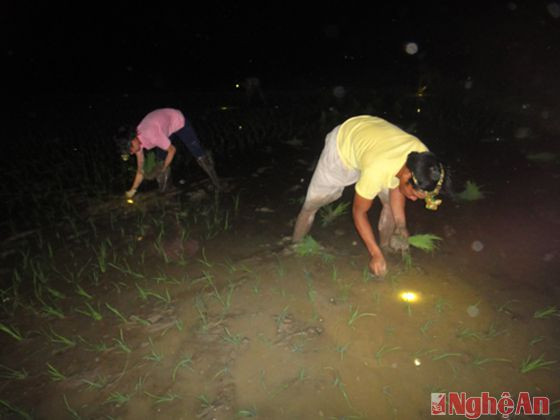 Vợ chồng anh Nguyễn Văn  ở xã Văn Thành – Yên Thành đCực chẳng đã nên chúng tôi mới đội đèn cấy đêm, chứ cấy như thế này rất chậm và cũng vất vả 