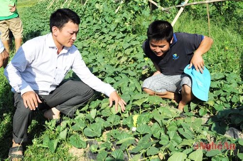 Cán bộ Trạm Khuyến nông Diễn Châu kiểm tra mô hình dưa lê  tại xã Diễn Tháp.