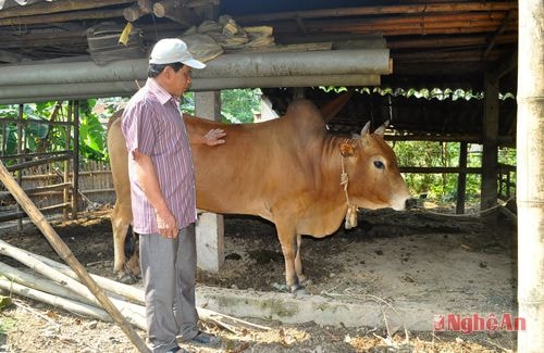 Nuôi nhốt gia súc nơi bóng mát ở xã Tam Quang, Tương Dương.