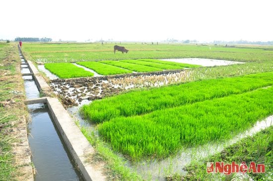 Nguồn