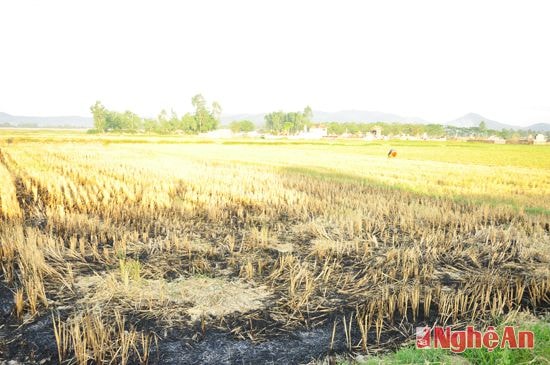 Đồng rạ