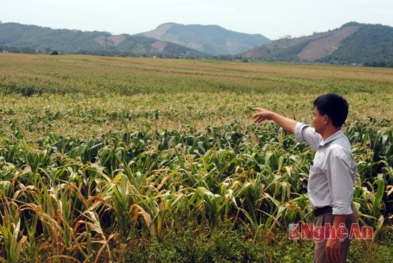 Cánh đồng ngô rộng gần 60 ha của của xã Nghĩa Hoàn bị mất trắng do nắng nóng.