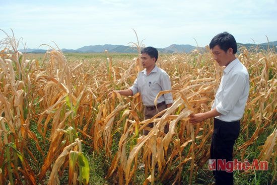 Ngô khô cháy như thế này  trên cánh đồng của huyện Tân Kỳ