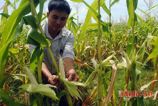Anh Hồ Viết Hiệu - Trưởng ban Nông nghiệp xã Nghĩa Hoàn cho biết, những đám ngô mặc dù còn xanh bộ lá, nhưng do nắng nóng và gió lào, nên không thụ phấn được, dẫn đến bắp ngô không có hạt