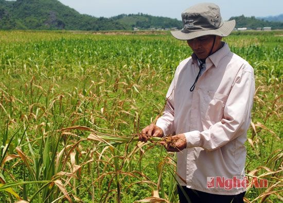 Hàng trăn ha ngô hè thu mới trồng hơn 1 tháng cũng bị chết khô. Trong ảnh: Ông Lang Văn Long - Xóm trưởng xóm Giang xã Nghĩa Thái  cho biết đám ngô 2 sào của gia đình ông bị chết khô,, không còn khả năng phát triển.