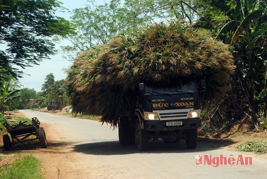 Ngô bị khô cháy, không có thu hoạch, nhiều gia đình chỉ còn cách chặt thân ngô về làm thức ăn cho trâu bò.