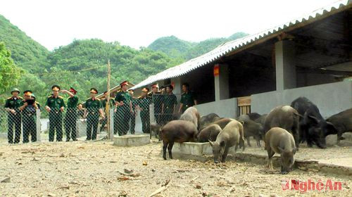 Đoàn cán bộ Bộ CHQS tỉnh và các huyện tham quan mô hình chăn nuôi lợn rừng tại hậu cứ Đồng Hầm.