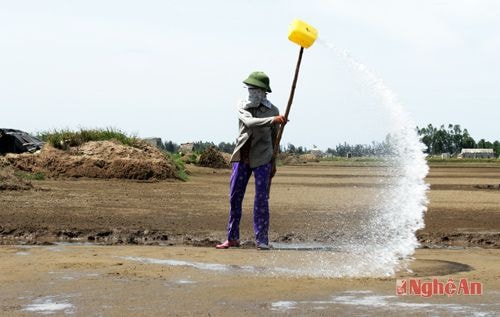 Nước mặn được tưới lên ruộng đã làm sẵn