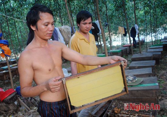 Châm cầu vào tổ ong