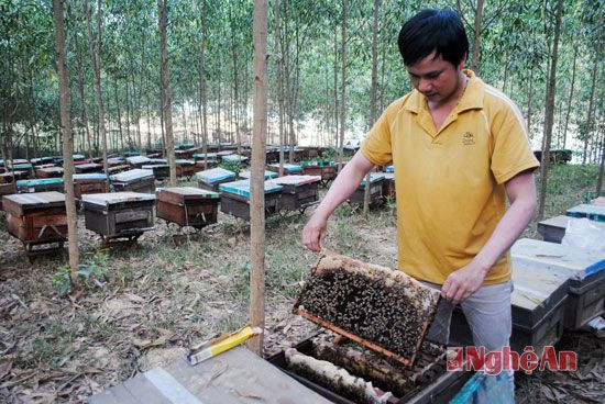 Thăm đàn ong là công việc bắt buộc hàng ngày để xử lý nếu có dịch bệnh xẩy ra.