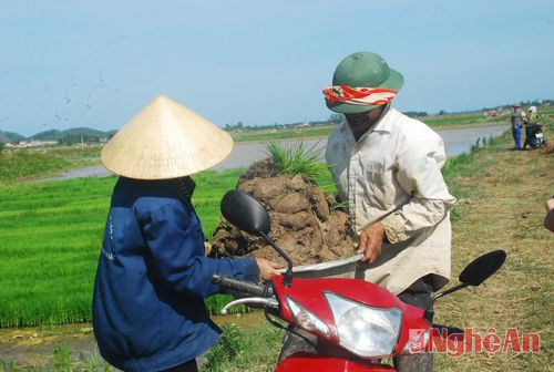 Vợ chồng anh Nguyễn Bá Linh năm nay gieo trồng trên diện tích 2 sào với giống lúa PC 15. Anh Linh cho biết đây là giống lúa chịu hạn tốt rất phù hợp với vụ Hè thu 