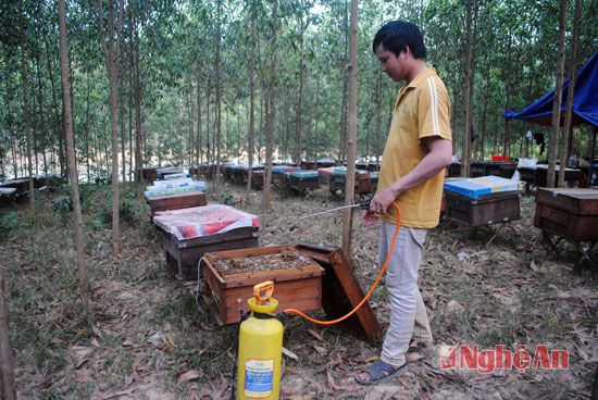 Trước khi lấy cầu ra để quay mật, chủ ong phải phun nước lên tổ để đàn ong dồn về phía dưới cầu ong.