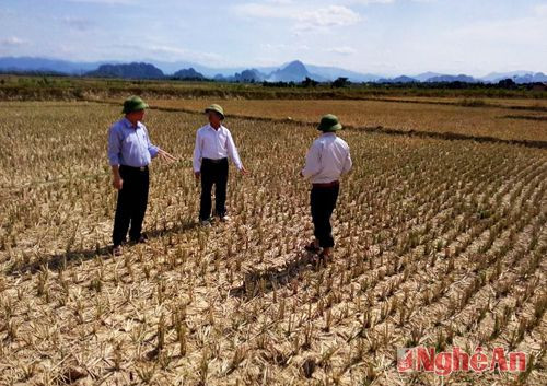 Lãnh đạo huyện Anh Sơn chỉ đạo người dân khắc phục hạn hán để tiếp tục sản xuất