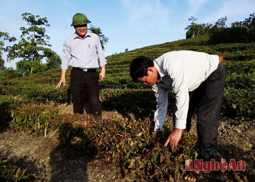 Đồng chí Nguyễn Hữu Sáng đi kiểm tra diện tích chè bị cháy lá