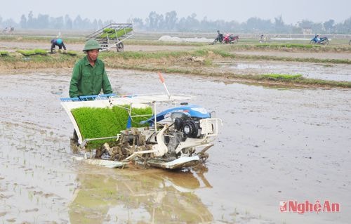Từ thực hiện chủ trương chuyển đổi, tích tụ ruộng đất, bà con nông dân đưa cơ giới vào sản xuất (Trong ảnh: Cấy lúa bằng máy ở Hưng Nguyên).Ảnh: Châu Lan