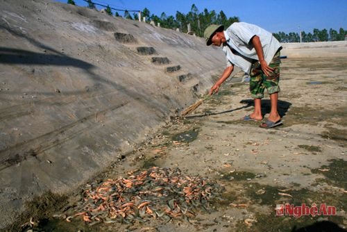 Anh Văn Đức Trường (phường Mai Hùng, TX. Hoàng Mai) đang thu dọn số tôm chết để xử lý đầm nuôi sau khi đã tháo nước cạn đầm. Ảnh: T.Q