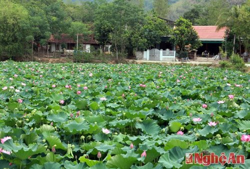 Xung quanh hồ sen là những ngôi nhà của đồng bào dân tộc Thái nằm khuất dưới núi rừng.