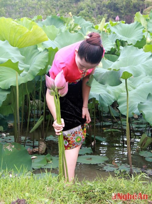 5. Đến đây, du khách còn được ngắm những thiếu nữ đồng bào dân tộc Thái hái sen bên hồ.